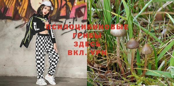 сатива Алексеевка
