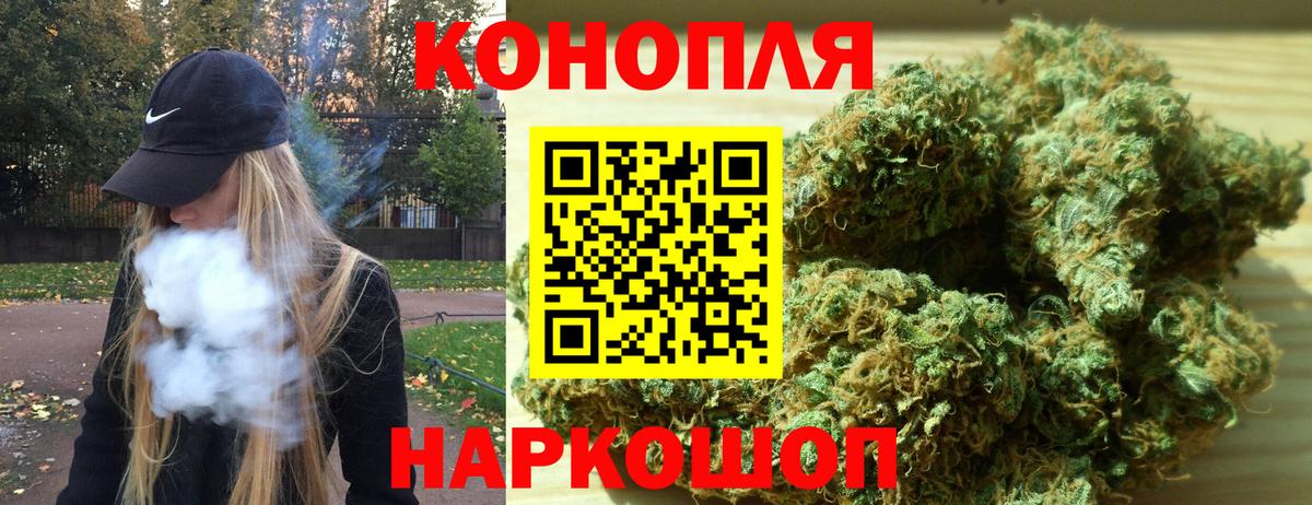 Канабис планчик Асино